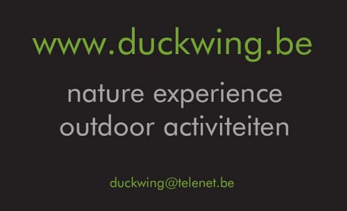 Duckwing